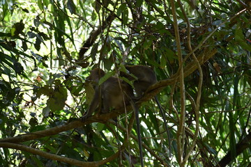 Two Monkeys are sitting in a tree at the beautiful green jungle landscape in Khao Sok National Park in Thailand, Asia