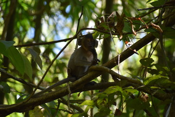 Little Monkey is sitting in a tree at the beautiful green jungle landscape in Khao Sok National Park in Thailand, Asia