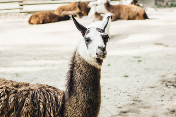 Obraz premium Brown and white llama portrait