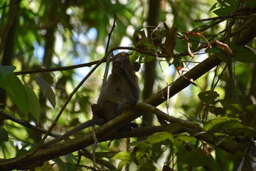 Little Monkey is sitting in a tree at the beautiful green jungle landscape in Khao Sok National Park in Thailand, Asia
