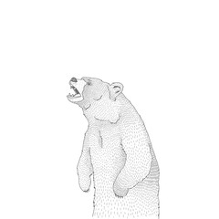 Vector decorative illustration of roaring brown bear forest animal Hand drawn decorative image isolated on white. Perfect for kids textile t-shirt colourig book design.