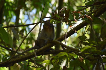 Little Monkey is sitting in a tree at the beautiful green jungle landscape in Khao Sok National Park in Thailand, Asia
