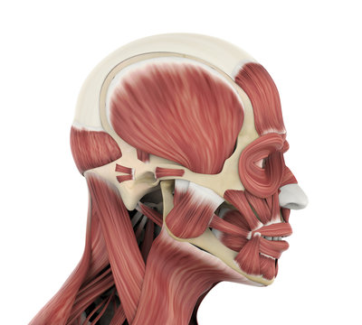 Human Facial Muscles Anatomy