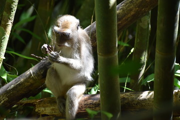 Little Monkey is sitting in a tree at the beautiful green jungle landscape in Khao Sok National Park in Thailand, Asia
