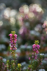 Heidekraut im Winter vor unscharfem Hintergrund