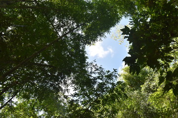 Jungle landscape with many trees in Khao Sok National Park in Thailand on a sunny summer day &ndash; photographed from below