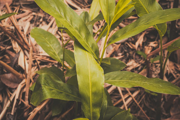 green leaves of a tree