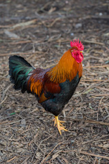 rooster