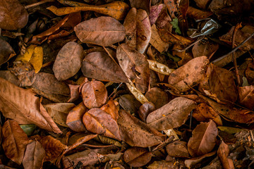 dried leaves on ground
