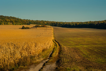 Fototapeta premium Field with ripe ears of wheat with dirt road