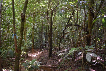 Beautiful green jungle landscape in Khao Sok National Park in Thailand, Asia