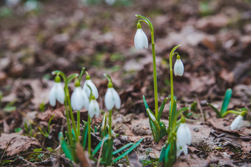 snowdrops close up in city park