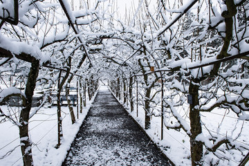 Spalierbäume im Winter, Klostergarten, Luzern, Schweiz
