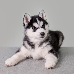 Cute siberian husky puppy sitting on white background isolated