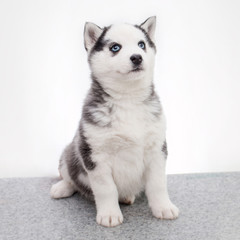 Cute siberian husky puppy sitting on white background isolated