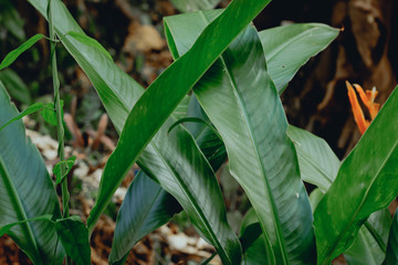 green leaves of a tree
