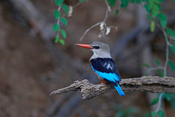 Grey-headed kingfisher (Halcyon leucocephala)