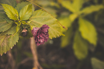 red flowers in garden