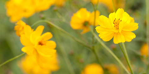 beautiful bright yellow flowers in a summer field or in a meadow