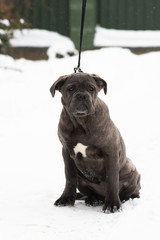 Sitting cane corso portrait dog puppy gray