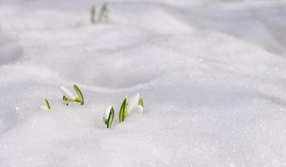 Snowdrop and snow.