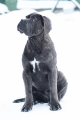 Sitting cane corso portrait dog puppy gray