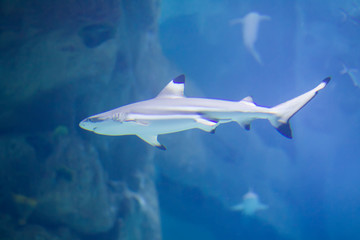 Huge tropical shark in blue water.Shark in the aquarium