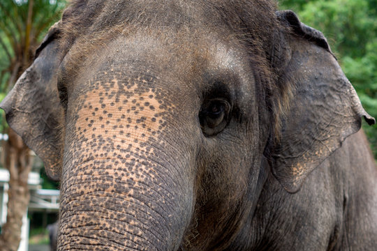 Close up photography of a thai elephant