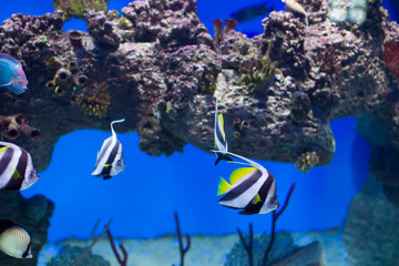 Fototapeta na wymiar Zanclus cornutus.Exotic tropical fish on the background of corals and reefs.A flock of striped aquarium rub