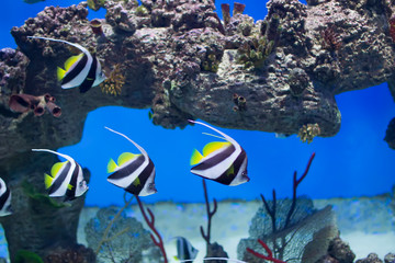 Zanclus cornutus.Exotic tropical fish on the background of corals and reefs.A flock of striped...