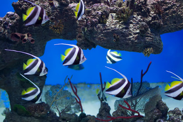 Fototapeta na wymiar Zanclus cornutus.Exotic tropical fish on the background of corals and reefs.A flock of striped aquarium rub