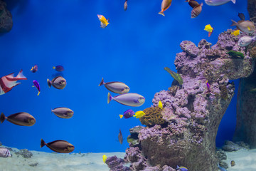 Multi-colored tropical fish on the background of reefs and corals.