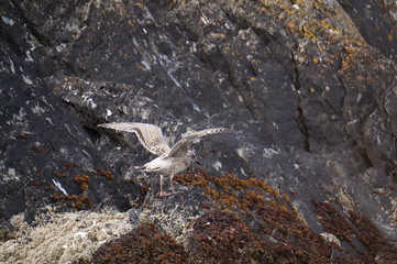birds on the coast of Myross Island