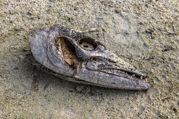 Dried fish head on the beach