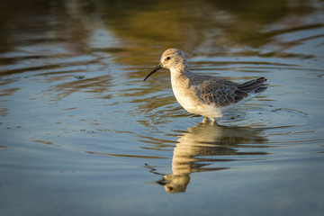 The bird in nature.