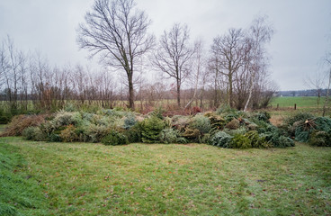 Tannenbaumentsorgung nach dem Weihnachtsfest