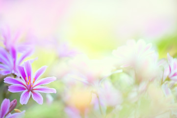 Fototapeta na wymiar Siskiyou Lewisia (Lewisia cotyledon) flowers. Selective focus and shallow depth of field.