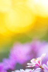 Obraz na płótnie Canvas Siskiyou Lewisia (Lewisia cotyledon) flowers. Selective focus and shallow depth of field.