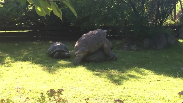 Footage of Galapagos Tortoises mating or having sex from behind