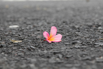 Closeup of Pink Plumeria flowers on grey asphalt road. Frangipani on the floor