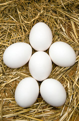 eggs in nest