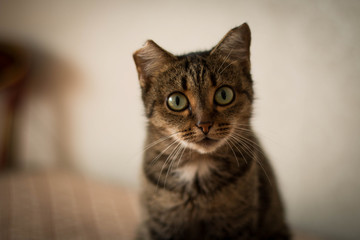 Сat with one ear. Big eyes