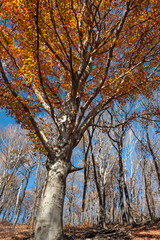 Panoramic view of the forest, with its bright colors, in an autumn afternoon.