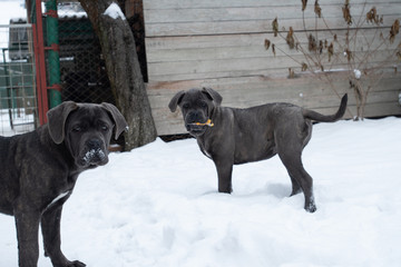 Two cute cane corso six month puppies