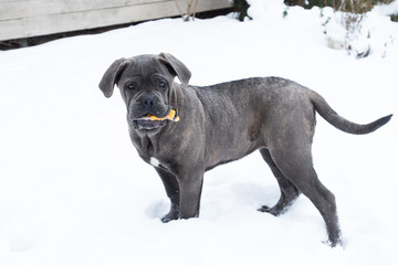 Playing cane corso puppy with toy winter outdoor running