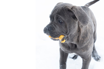 Playing cane corso puppy with toy winter outdoor running