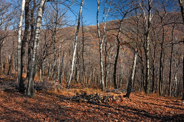 Panoramic view of the forest, with its bright colors, in an autumn afternoon.