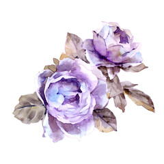 Lilac roses