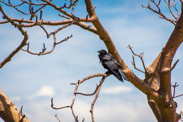 Black raven sitting in Adansonia digitata alias Baobab tree without leafs