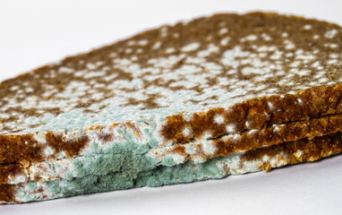 Schimmelpilz auf einer Brotscheibe
